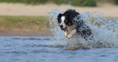 "L'idée était géniale !" pourtant la piscine de Janzé n'ouvrira pas ses portes aux chiens