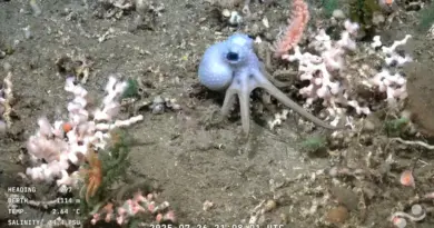 L'instant + : la retransmission en direct d'un robot sous-marin captive les Argentins