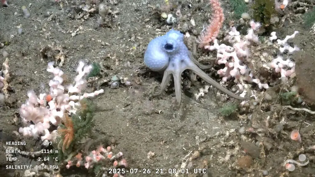 L'instant + : la retransmission en direct d'un robot sous-marin captive les Argentins