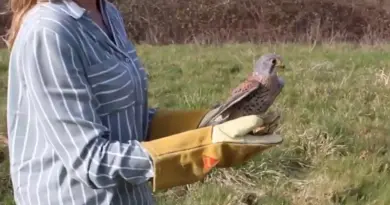 Loire-Atlantique : le centre de soins pour la faune sauvage sauve son été in extremis
