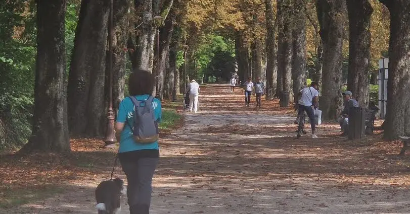 Lons-le-Saunier. Une vie de chien à Lons: la ville les brosse-t-elle dans le sens du poil ?