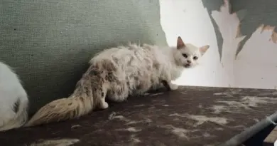 Maison de l'horreur" à Chaux : la Cour d'appel confirme la condamnation d'un couple pour maltraitance animale, "enfin des bourreaux sont condamnés