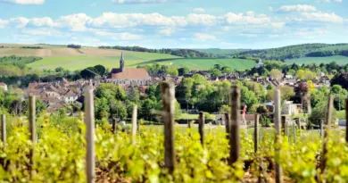 Malgré la canicule, les viticulteurs de Chablis sont confiants : les vendanges 2025 s'annoncent belles !