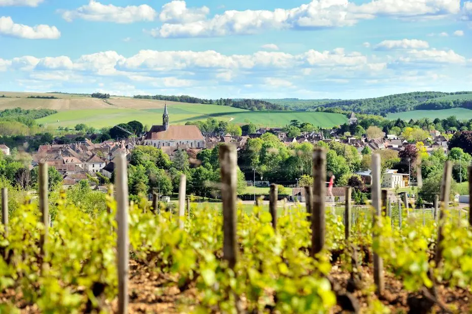 Malgré la canicule, les viticulteurs de Chablis sont confiants : les vendanges 2025 s'annoncent belles !