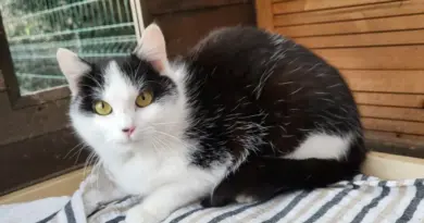 Marmagne. Oslow, Obelle… ces chiens et chats en attente d’adoption