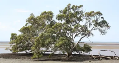 Mayotte, Mamoudzou, lagoon, beach, coral, mangrove, ylang-ylang, island, Creole, nature