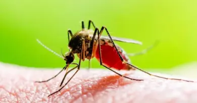 Mayotte : 12 cas autochtones de paludisme détectés, une première depuis cinq ans