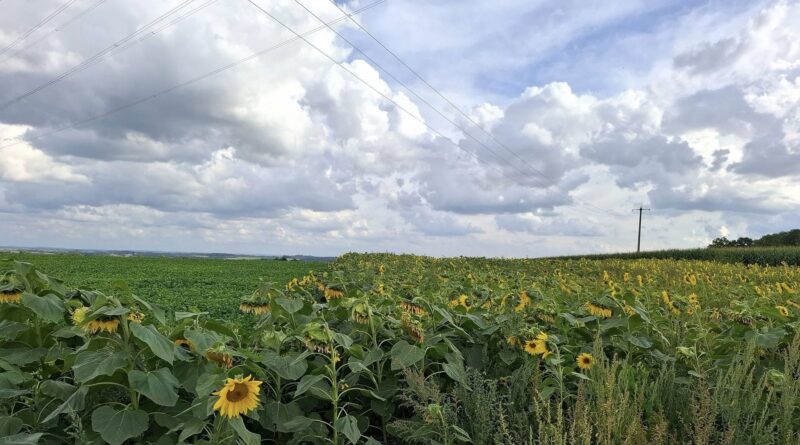 Météo en Belgique : retour des averses ce jeudi, dans la douceur - RTBF Actus