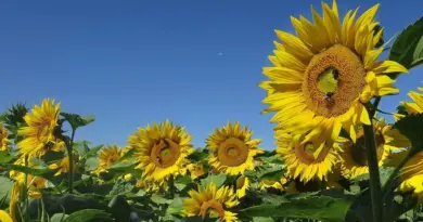 Météo en Belgique : températures en hausse sous le soleil, jusqu’à 30°C ce lundi - RTBF Actus