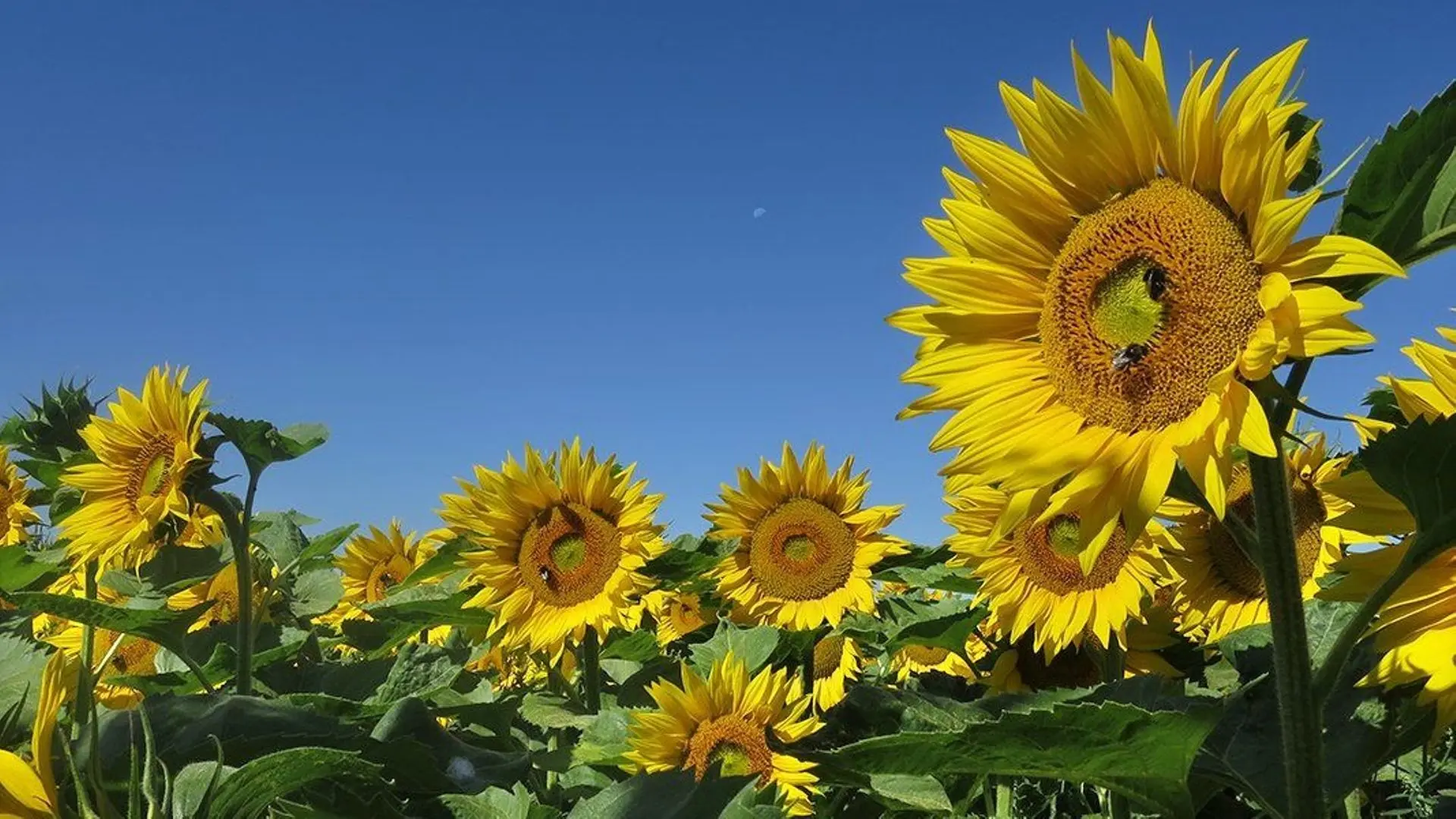 Météo en Belgique : températures en hausse sous le soleil, jusqu’à 30°C ce lundi - RTBF Actus