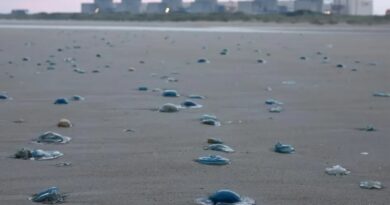 Mise à l’arrêt à cause de méduses, la centrale nucléaire de Gravelines a commencé à