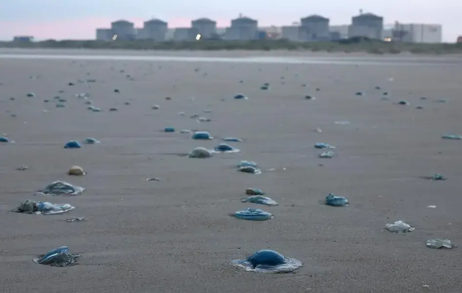Mise à l’arrêt à cause de méduses, la centrale nucléaire de Gravelines a commencé à