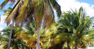 Polynésie française, Tahiti, Bora Bora, lagoon, beach, palm, coral, overwater, island