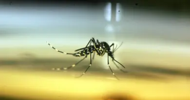 Moustique-tigre : En Occitanie, déjà 90 cas importés et 28 autochtones de dengue, chikungunya, zika... - Dis-leur !
