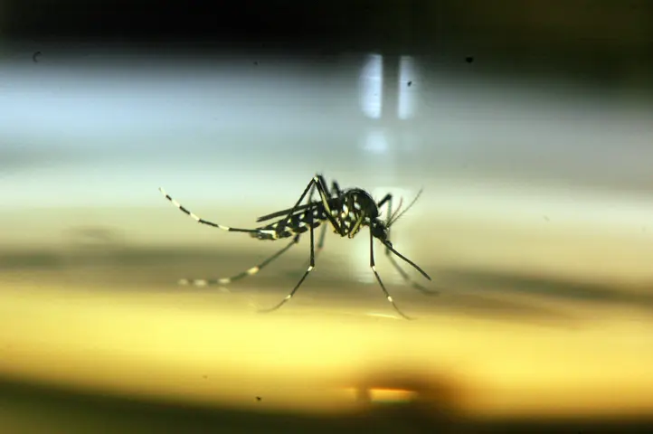 Moustique-tigre : En Occitanie, déjà 90 cas importés et 28 autochtones de dengue, chikungunya, zika... - Dis-leur !