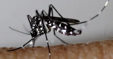 Moustique tigre : les bons réflexes pour limiter son expansion - Ville de Rezé