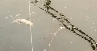 Mystère dans un canal en Vendée : des centaines de poissons retrouvés sans vie