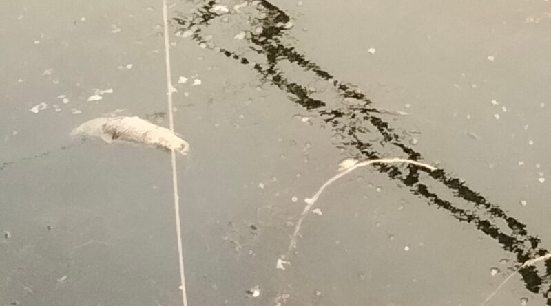 Mystère dans un canal en Vendée : des centaines de poissons retrouvés sans vie