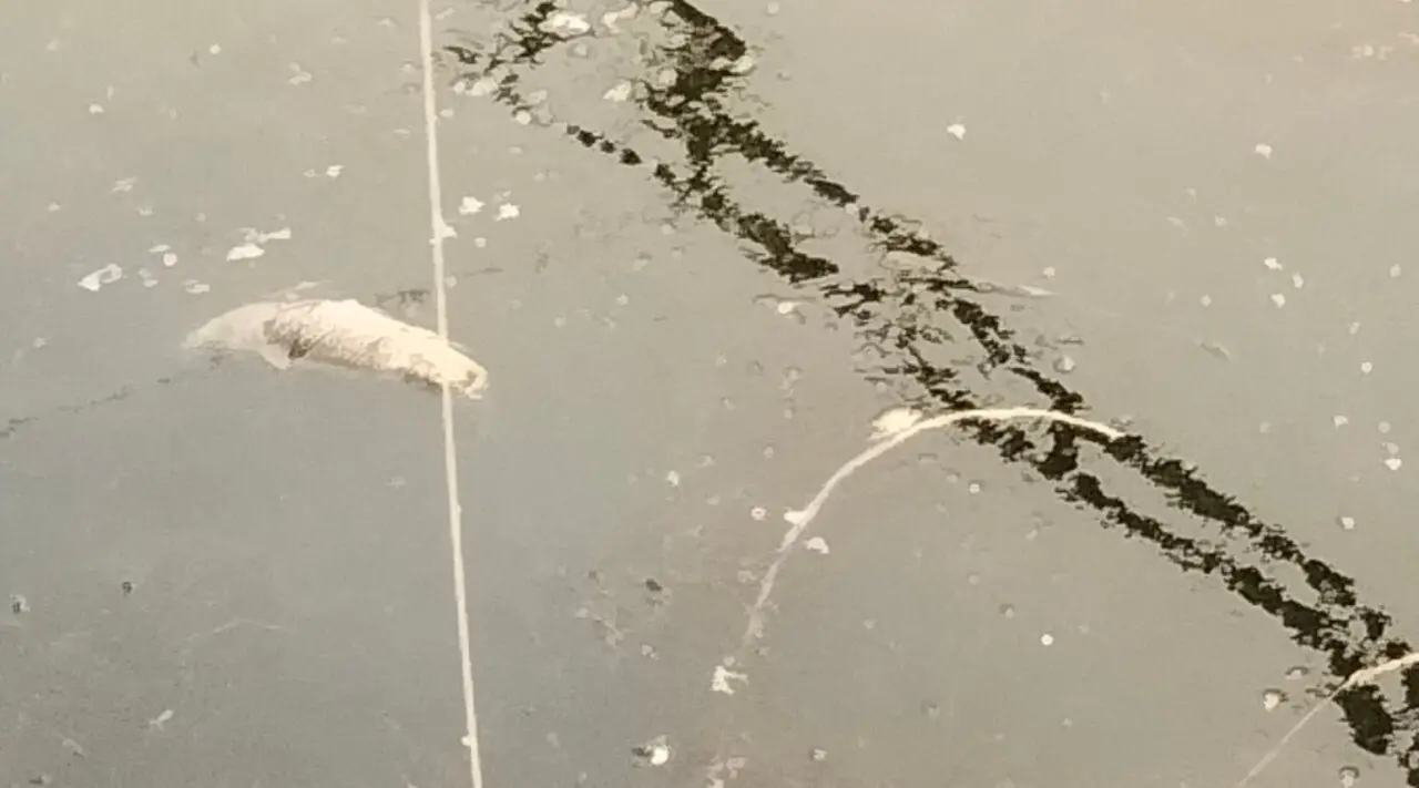 Mystère dans un canal en Vendée : des centaines de poissons retrouvés sans vie