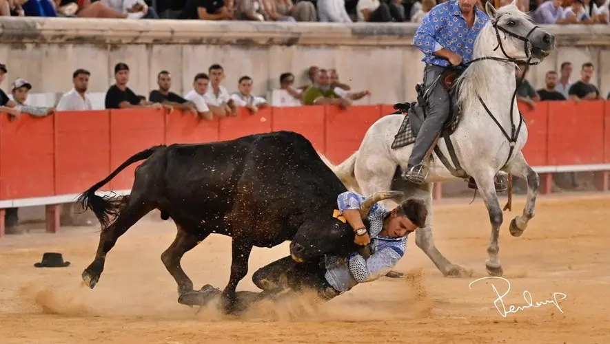 Nîmes célèbre la Camargue avec aux arènes les Olympiades des gardians