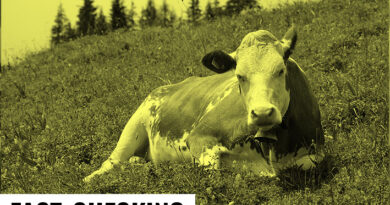 Non, l’Europe ne veut pas tuer toutes les vaches françaises en raison d’objectifs climatiques - Les Surligneurs