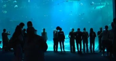 "Nous avons 58 000 animaux et plus de 1 600 espèces" : dans les coulisses de Nausicaa, le plus grand aquarium d'Europe