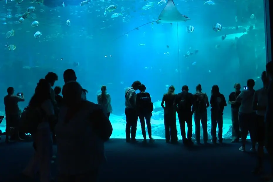 "Nous avons 58 000 animaux et plus de 1 600 espèces" : dans les coulisses de Nausicaa, le plus grand aquarium d'Europe