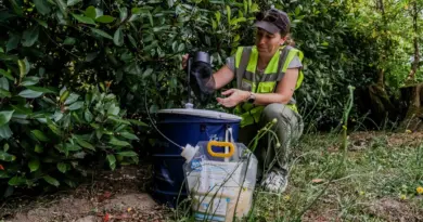 Nouvelle-Aquitaine : la dengue et le chikungunya autochtones s’invitent dans la région : « Ces foyers étaient prévisibles »