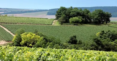 Œnotourisme : une journée dans le vignoble de l’Yonne