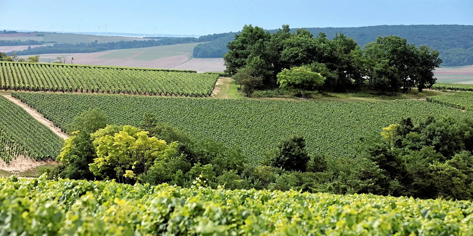Œnotourisme : une journée dans le vignoble de l’Yonne