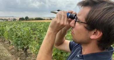 « On a presque un mois d’avance » : feu vert précoce pour les vendanges 2025 dans le vignoble thouarsais