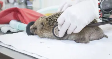 "On a vraiment passé un cap" : les animaux sauvages souffrent particulièrement des fortes chaleurs cet été