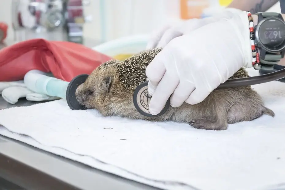 "On a vraiment passé un cap" : les animaux sauvages souffrent particulièrement des fortes chaleurs cet été
