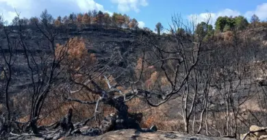 "On en était fiers" : les images désolantes d'un arbre vieux de plus de 300 ans calciné dans les incendies de l'Aude
