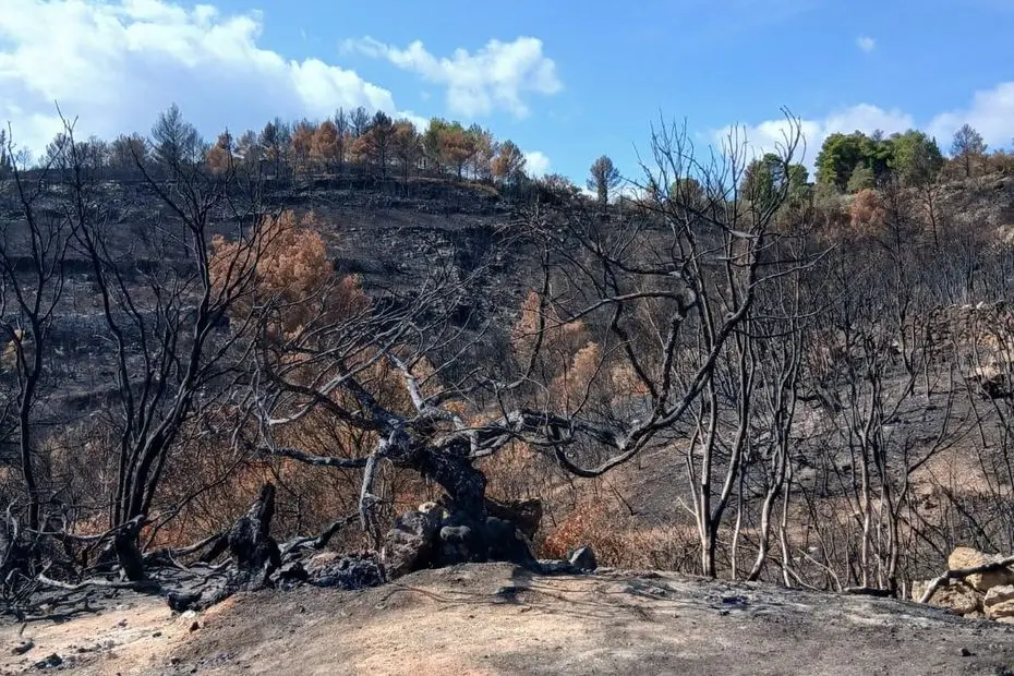 "On en était fiers" : les images désolantes d'un arbre vieux de plus de 300 ans calciné dans les incendies de l'Aude
