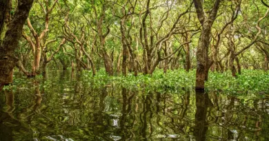 Mayotte, Mamoudzou, lagoon, beach, coral, mangrove, ylang-ylang, island, Creole, nature