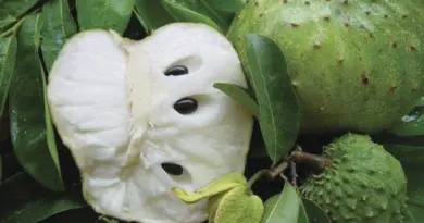 Parkinson "caribéen" : le corossol et les fruits exotiques sous surveillance