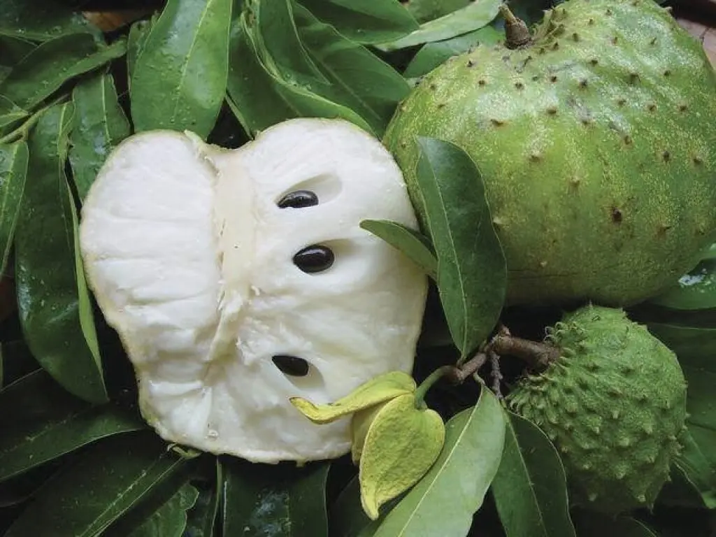 Parkinson "caribéen" : le corossol et les fruits exotiques sous surveillance