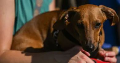 Parvovirose : ce virus mortel pour les chiens inquiète les vétérinaires du Puy-de-Dôme