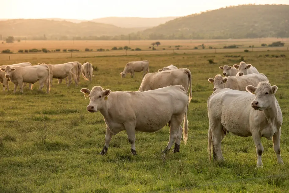 Passionnée par les vaches, une ostéopathe animalière au service des éleveurs