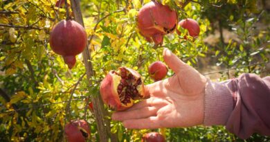Pendant l’été 2025, une casse limitée pour les cultures adaptées au réchauffement climatique