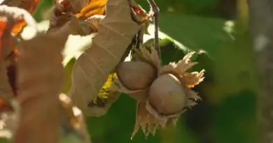 Pétition contre la loi Duplomb : le désarroi des producteurs de noisettes