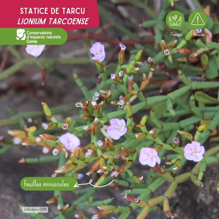 Photos from Conservatoire d'espaces naturels Corse's post