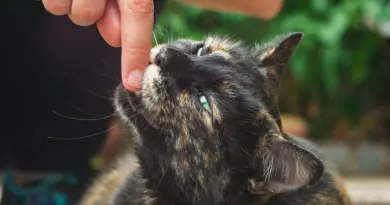 Plus votre chat vous snobe, plus il vous fait confiance - Maximag.fr