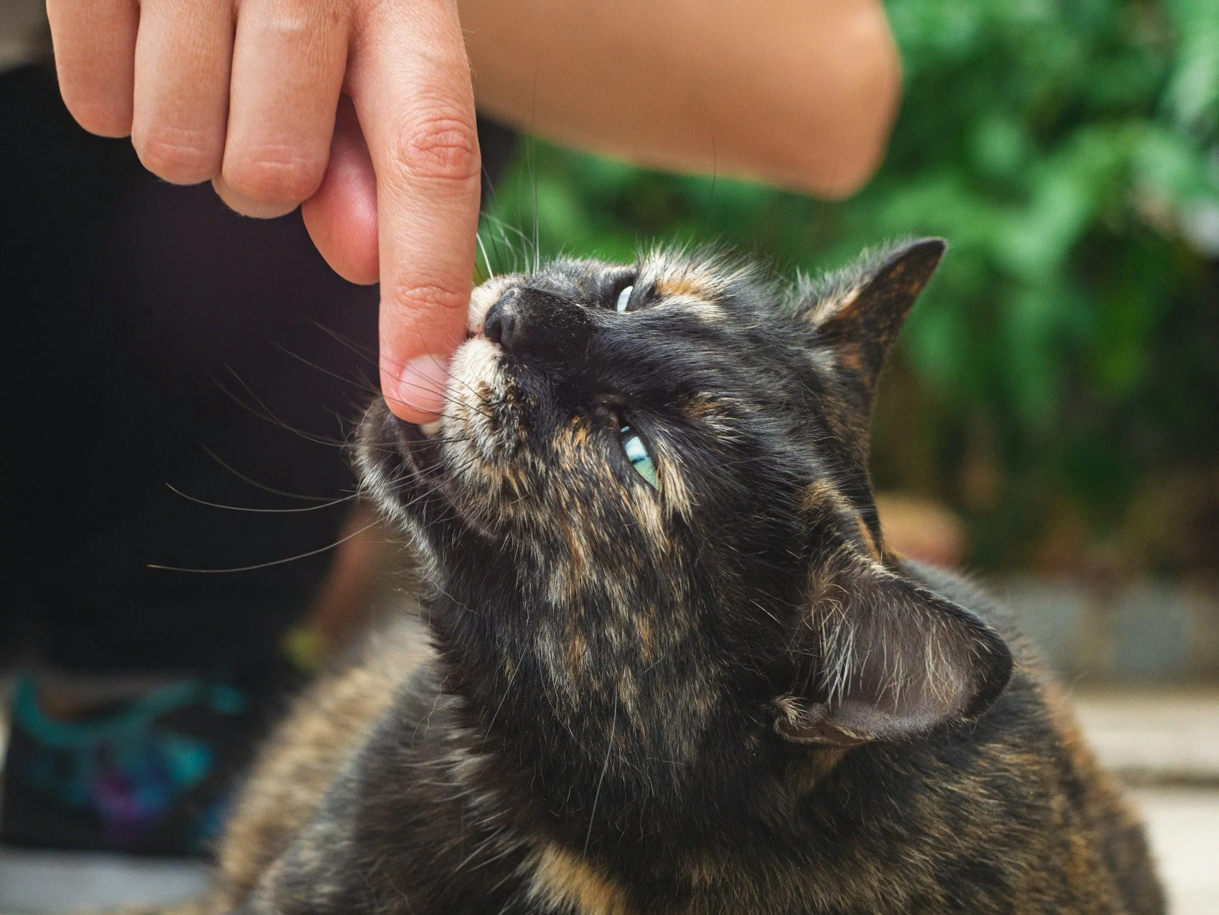 Plus votre chat vous snobe, plus il vous fait confiance - Maximag.fr