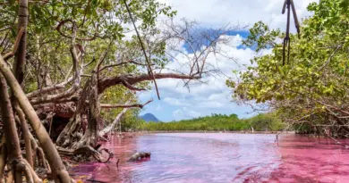 Pourquoi les mangroves deviennent fuchsia : un phénomène naturel expliqué