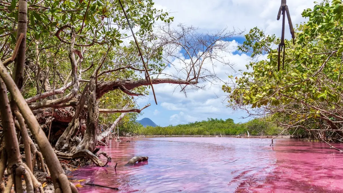 Pourquoi les mangroves deviennent fuchsia : un phénomène naturel expliqué