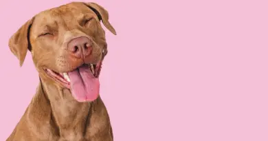Pourquoi mon chien fait-il pipi quand il est content ? - RTBF Actus