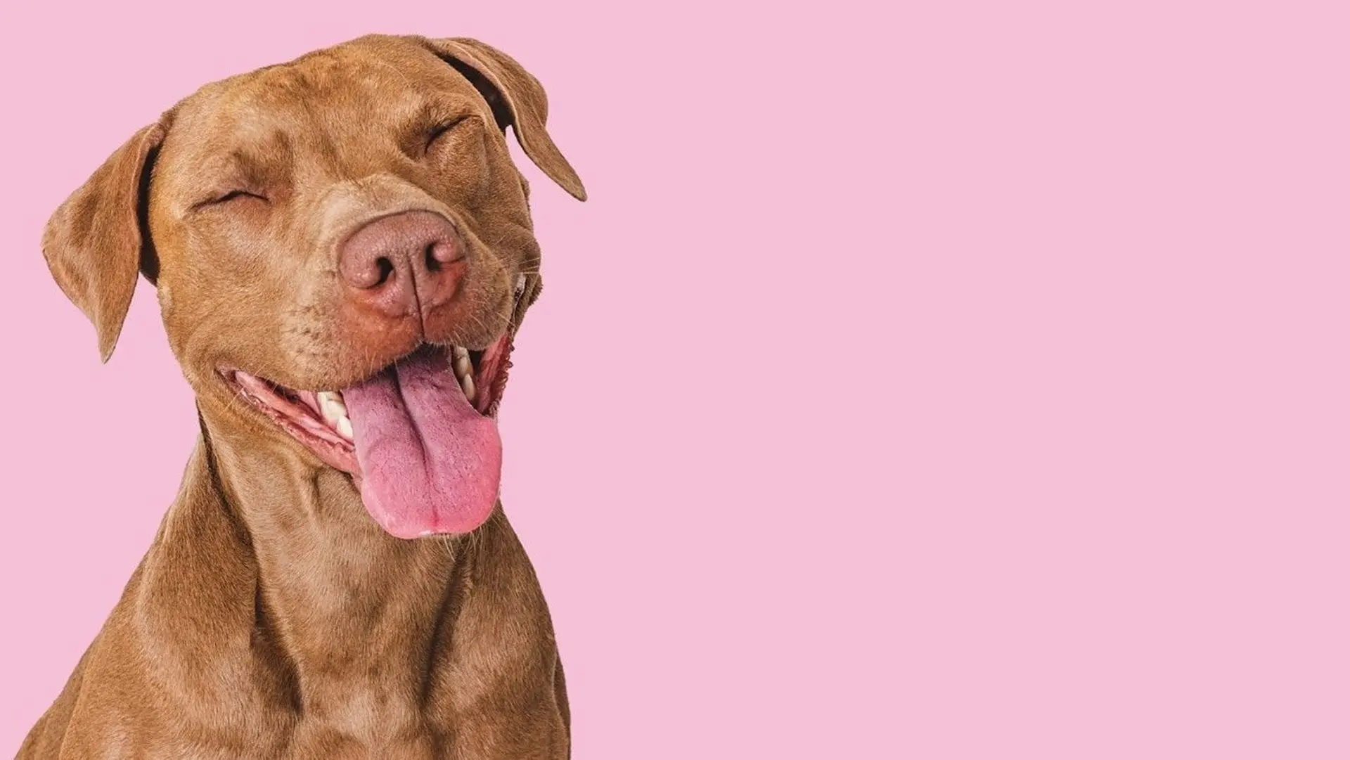Pourquoi mon chien fait-il pipi quand il est content ? - RTBF Actus