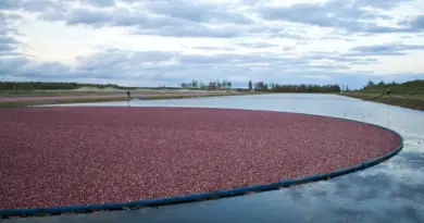 Récolte de canneberges à Saint-Louis-de-Blandford.